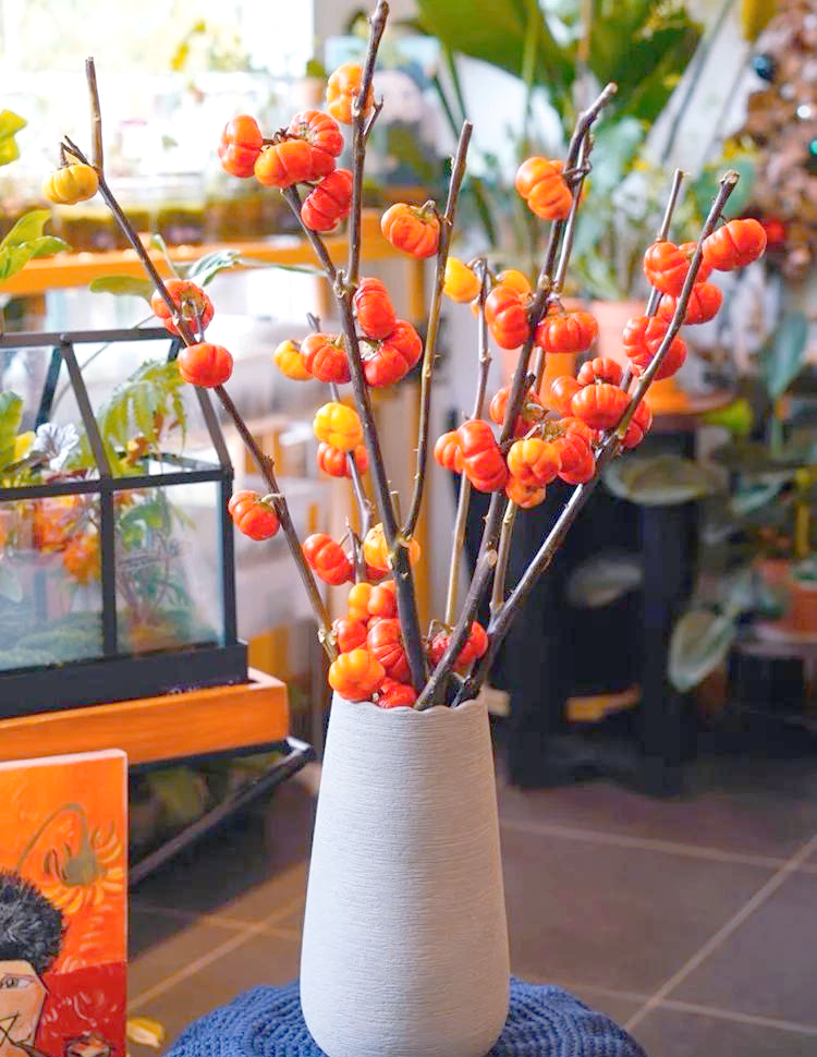 南瓜花是完全花吗(南瓜花是完全花吗?)
