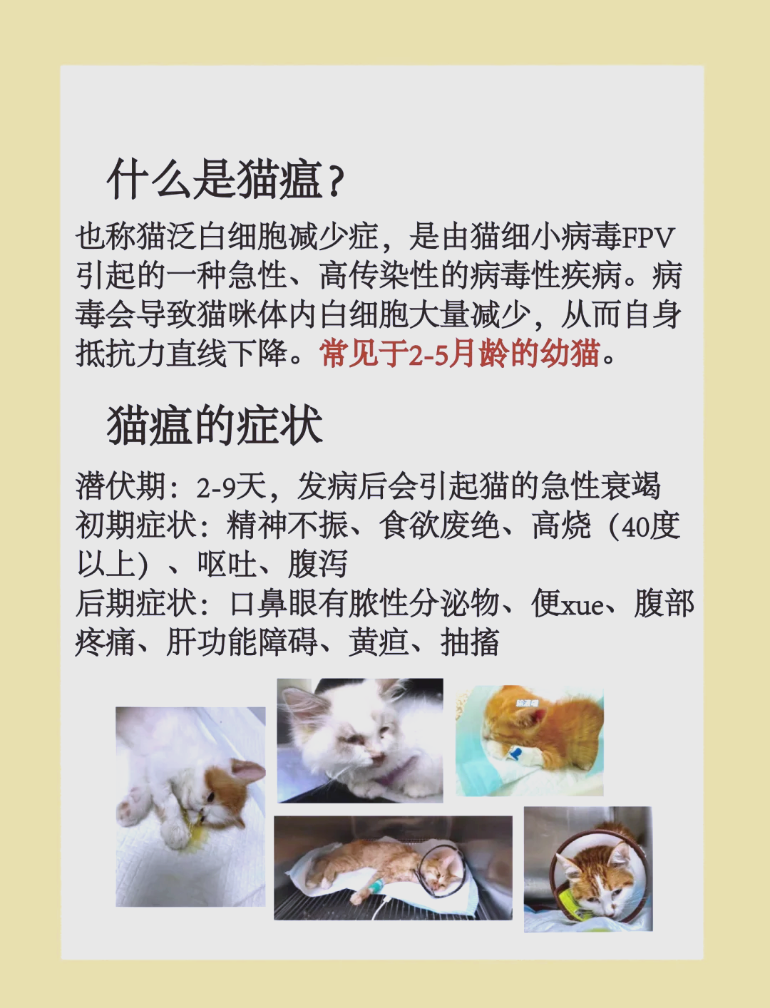 新猫到家猫瘟潜伏期多少天(刚买回来的猫得了猫瘟是谁的责任)