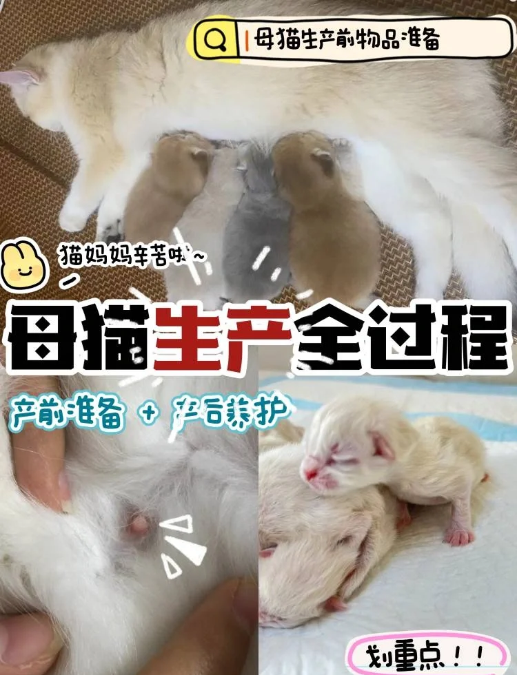 猫的孕期是多少天(猫的孕期是多少天能看出来怀孕)