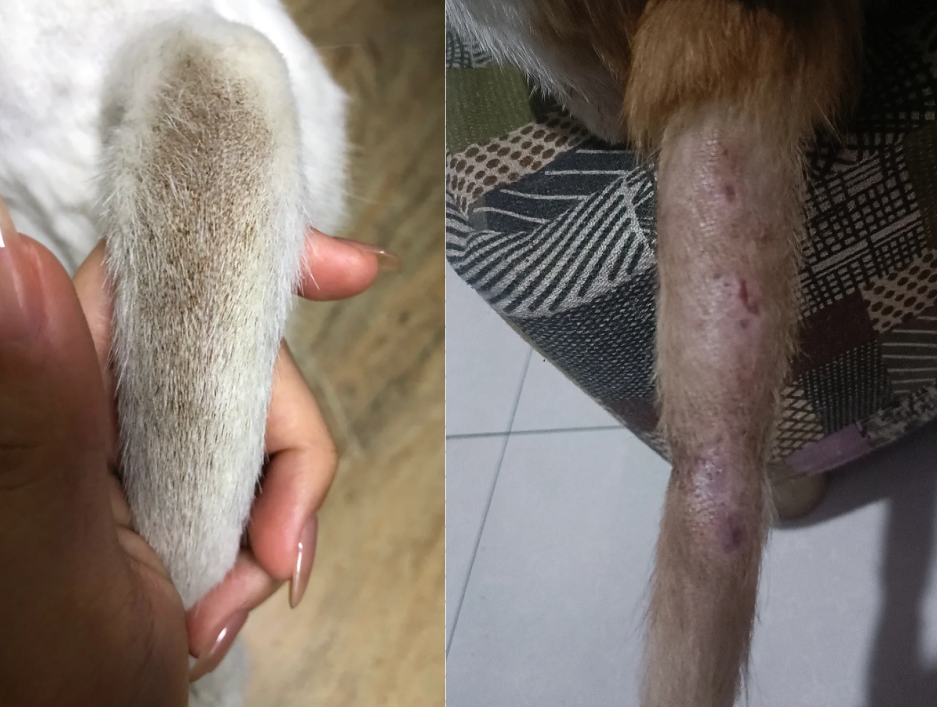 猫一块皮肤脱毛露红肉(猫身上一块皮肤掉毛露出了红色的肉) 猫一块皮肤脱毛露红肉(猫身上一块皮肤掉毛露出了红色的肉)