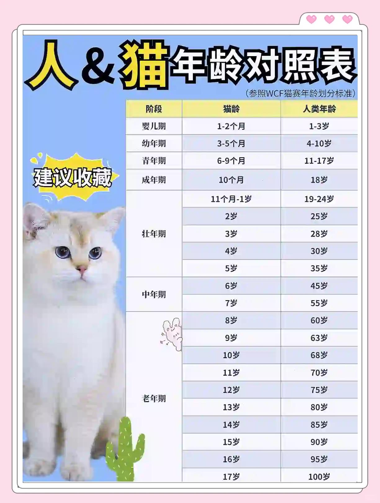 猫咪绝育前禁食几小时(猫绝育前忘了禁食禁水了)