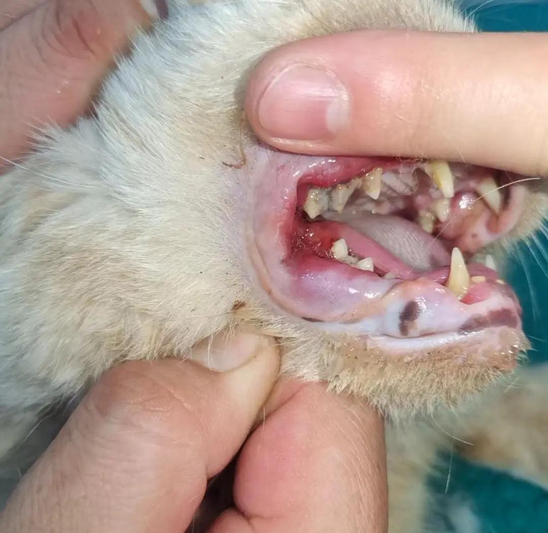口炎猫咪什么症状(长期困扰猫咪的口炎,到底是什么?)