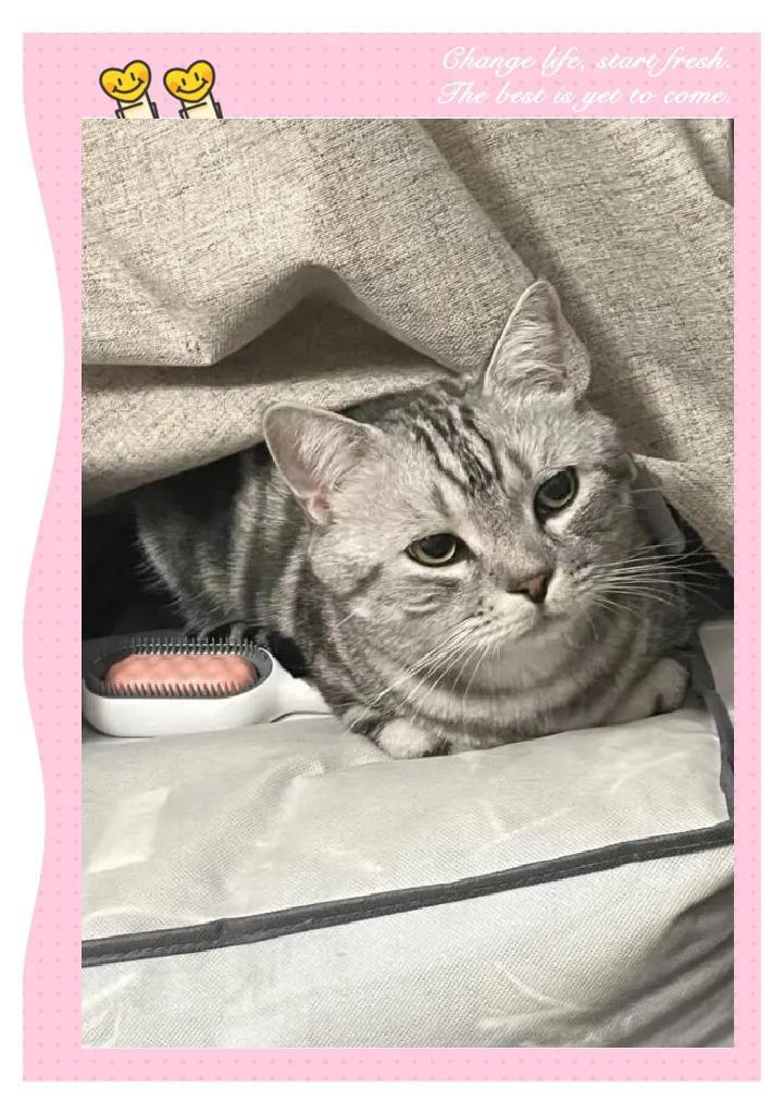 猫咪惊吓过度的表现(猫咪惊吓过度的表现图片) 猫咪惊吓过度的表现(猫咪惊吓过度的表现图片)