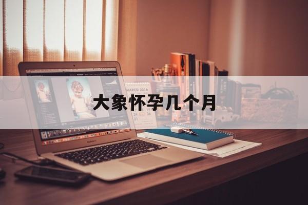 大象怀孕几个月(大象孕期多少个月)