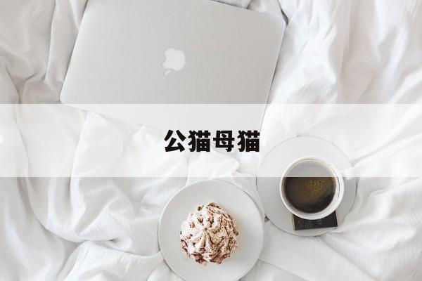 公猫母猫(公猫母猫怎么分别)